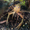 shrimp_devo